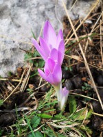 /album/wildflowers/colchicum-tzoymerka-2-jpg/